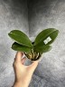 Phal. I-Hsin Yellow Leopard 2.5'' УЦЕНКА (механическое повреждение листиков)
