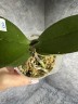 Phal. I-Hsin Yellow Leopard 2.5'' УЦЕНКА (механическое повреждение листиков)