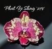 Phal. Yi Shing '278' 2.5''