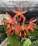 Ctt. Taiwan Sunset "Yuan Dung" 2.5''