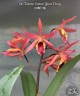 Ctt. Taiwan Sunset "Yuan Dung" 2.5''