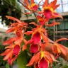 Ctt. Taiwan Sunset "Yuan Dung" 2.5''