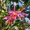 Ctt. Taiwan Sunset "Yuan Dung" 2.5''
