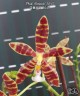 Phal. Almanis '3045' 2.5'' УЦЕНКА (мех. повр. лист.)