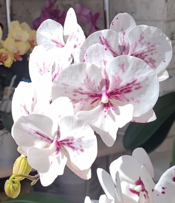 Phal. King Car Ink Painting 2.5'' УЦЕНКА (мех. повр. лист.)
