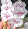 Phal. King Car Ink Painting 2.5'' УЦЕНКА (мех. повр. лист.)