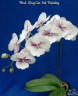Phal. King Car Ink Painting 2.5'' УЦЕНКА (мех. повр. лист.)
