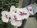 Phal. King Car Ink Painting 2.5'' УЦЕНКА (мех. повр. лист.)