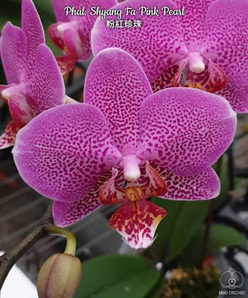 Phal. Shyang Fa Pink Pearl 2.5''