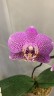 Phal. Shyang Fa Pink Pearl 2.5''