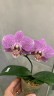 Phal. Shyang Fa Pink Pearl 2.5''