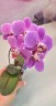 Phal. Shyang Fa Pink Pearl 2.5''
