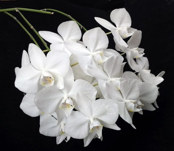 Phal. aphrodite × sib 2.5''