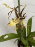 Brassia Summer Dream; Орхидея - паук (1 цветонос; Ø 12 см)