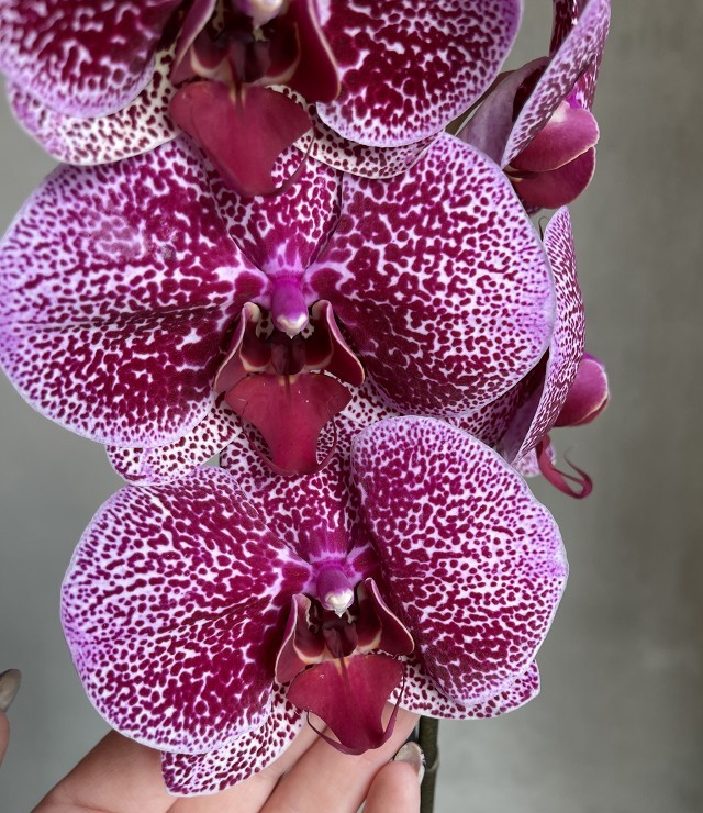 Jaguar / Ягуар (1 цветонос; Ø 12 см)