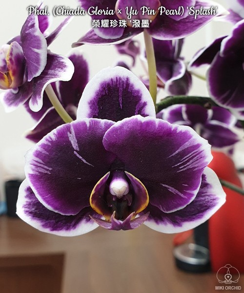 Phal. (Chiada Gloria × Yu Pin Pearl) 'Splash' 2.5''