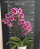 Phal. (Chiada Gloria × Yu Pin Pearl) 'Splash' 2.5''
