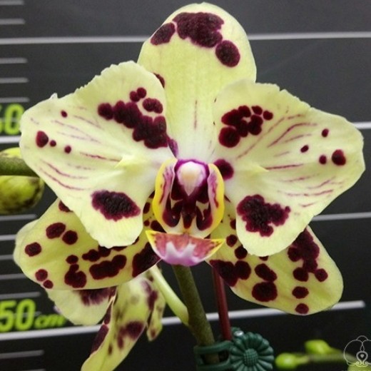 Phal. OX Sponge Bob (peloric - 2 eyes) 2.5'' УЦЕНКА (мех. повр. лист.)