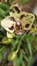 Phal. OX Sponge Bob (peloric - 2 eyes) 2.5'' УЦЕНКА (мех. повр. лист.)