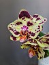Phal. OX Sponge Bob (peloric - 2 eyes) 2.5'' УЦЕНКА (мех. повр. лист.)