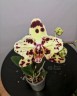 Phal. OX Sponge Bob (peloric - 2 eyes) 2.5'' УЦЕНКА (мех. повр. лист.)