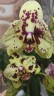 Phal. OX Sponge Bob (peloric - 2 eyes) 2.5'' УЦЕНКА (мех. повр. лист.)