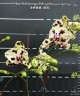 Phal. OX Sponge Bob (peloric - 2 eyes) 2.5'' УЦЕНКА (мех. повр. лист.)