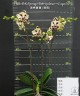 Phal. OX Sponge Bob (peloric - 2 eyes) 2.5'' УЦЕНКА (мех. повр. лист.)