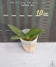 Phal. OX Sponge Bob (peloric - 2 eyes) 2.5'' УЦЕНКА (мех. повр. лист.)