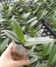 Phal. OX Sponge Bob (peloric - 2 eyes) 2.5'' УЦЕНКА (мех. повр. лист.)