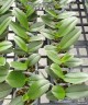 Phal. OX Sponge Bob (peloric - 2 eyes) 2.5'' УЦЕНКА (мех. повр. лист.)