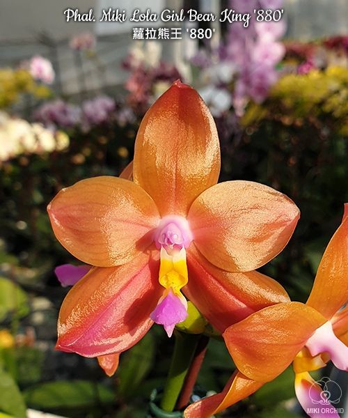 Phal. Miki Lola Girl Bear King '880' 2.5''