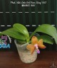 Phal. Miki Lola Girl Bear King '880' 2.5''