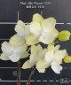Phal. Miki Princess '3558' 2.5"