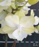 Phal. Miki Princess '3558' 2.5"