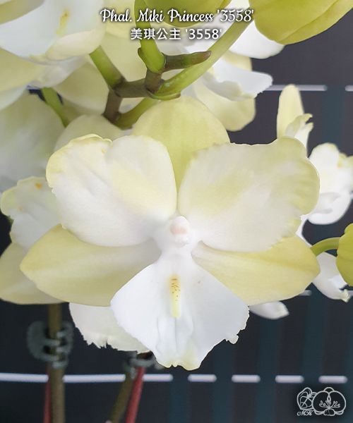 Phal. Miki Princess '3558' 2.5"