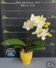Phal. Miki Princess '3558' 2.5"