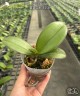 Phal. Miki Princess '3558' 2.5"