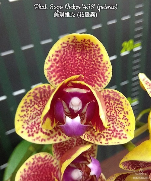 Phal. Sogo Vieker '456' (peloric) 2.5''