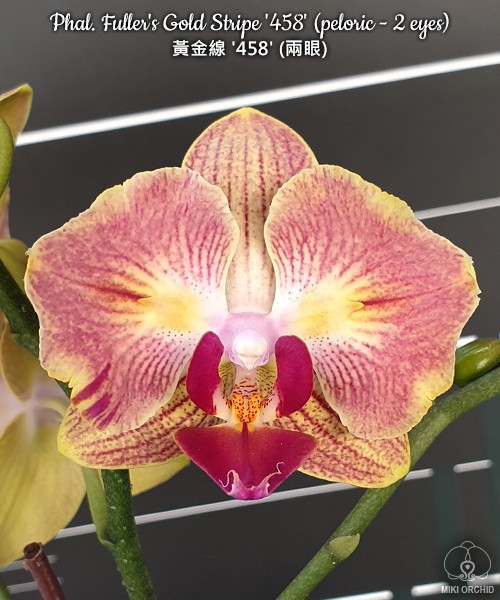 Phal. Fuller's Gold Stripe '458' (peloric - 2 eyes) 2.5''