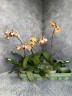 Phal. Fuller's Gold Stripe '458' (peloric - 2 eyes) 2.5''