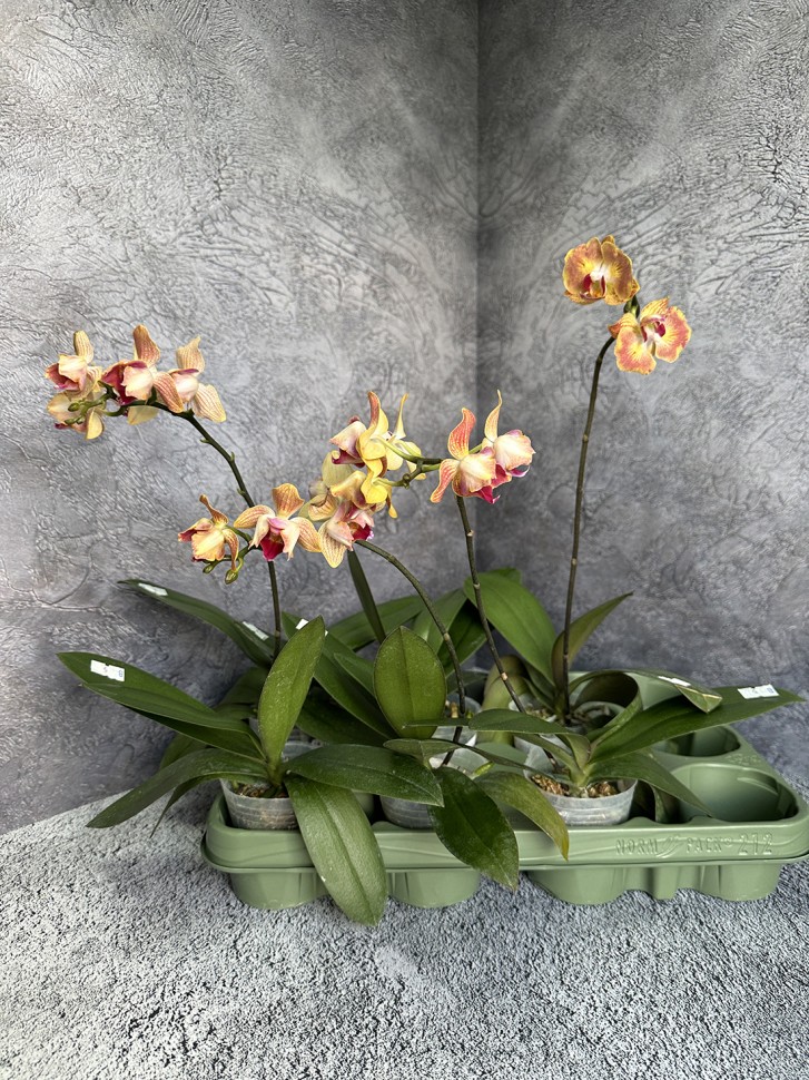 アンティーク フレンチブティ 超肉厚大判キルト ダブルフェイス 花更紗＆チェック Phal. Fuller's Gold Stripe '458' (peloric - 2 eyes) 2.5''
