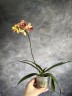 Phal. Fuller's Gold Stripe '458' (peloric - 2 eyes) 2.5''