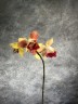 Phal. Fuller's Gold Stripe '458' (peloric - 2 eyes) 2.5''