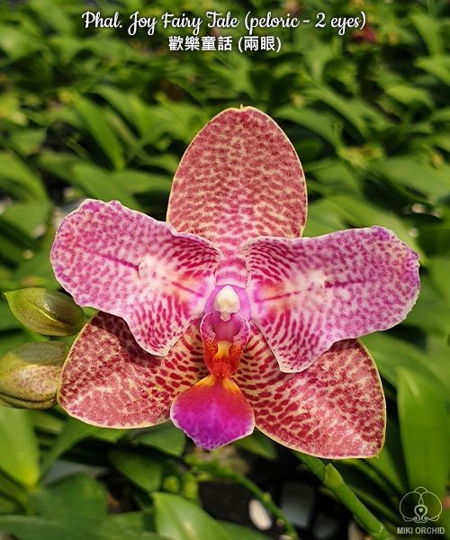 Phal. Joy Fairy Tale (peloric - 2 eyes) 2.5''