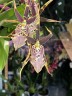 Brassia Summer Dream; Орхидея - паук (1 цветонос; Ø 12 см)