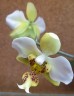 Phal. stuartiana var. nobilis 'Xiuya' × sib 1.7''