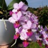 Phal. Liu's Cute Angel 2.5" УЦЕНКА (нет нижних листиков)