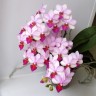 Phal. Liu's Cute Angel 2.5" УЦЕНКА (нет нижних листиков)