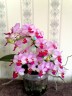 Phal. Liu's Cute Angel 2.5" УЦЕНКА (нет нижних листиков)